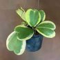 10 Seeds Hoya Kerrii Flower