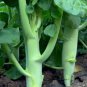 5 Seeds Huge Stem Gai Lan