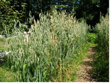 100 Seeds Hulless Oats Plant