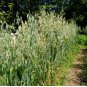100 Seeds Hulless Oats Plant