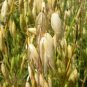 100 Seeds Hulless Oats Plant