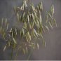 100 Seeds Hulless Oats Plant