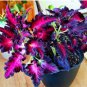 100 Seeds 'Huolong' Series Coleus with Black Serrated Edges