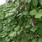 10 Seeds Hyacinth Bean in Purple and Green