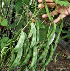 50 Seeds Hyacinth Bean Lablab Highyield Delicious Asian Bean Papdi Bean White Flower