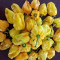 50 Seeds Hybrid F1 Yellow Devil Pepper & Chilli