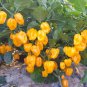 50 Seeds Hybrid F1 Yellow Devil Pepper & Chilli
