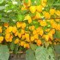 50 Seeds Hybrid F1 Yellow Devil Pepper & Chilli