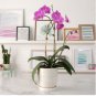 100 Seeds Hydroponic Orchid