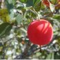5 Seeds Ibervillea Tenuisecta