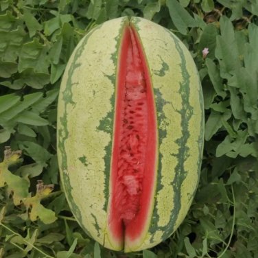 30 Seeds 'Idler King' Watermelon