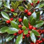120 Seeds Ilex vomitoria Yaupon Holly Tree