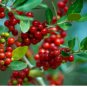 120 Seeds Ilex vomitoria Yaupon Holly Tree