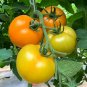 200 Seeds 'Imperial Concubine' Yellow Tomatoes