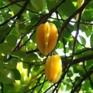 100 Seeds Imported Carambola