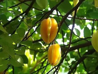 100 Seeds Imported Carambola