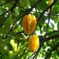100 Seeds Imported Carambola