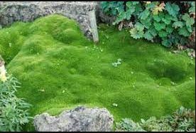 500 Seeds Imported Irish Moss