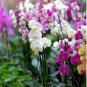 100 Seeds Indoor Balcony Office Rare Orchid