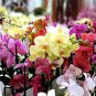 100 Seeds Indoor Balcony Office Rare Orchid