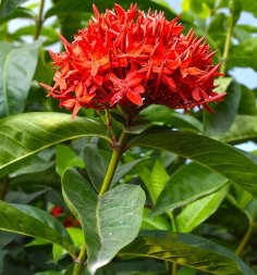 10 Seeds Ixora Red Flower