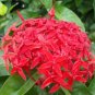 10 Seeds Ixora Red Flower