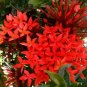 10 Seeds Ixora Red Flower