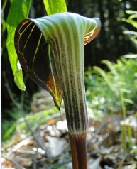 30 Seeds Jack in The Pulpit
