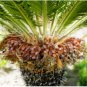 10 Seeds Japan Cycas Indoor Drawf