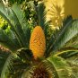 10 Seeds Japan Cycas Indoor Drawf