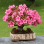 100 Seeds Japanese Azalea Rhododendron Azalea Flower