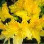 50 Seeds Japanese Azalea Rhododendron Azalea Flower Tree Cover Flower