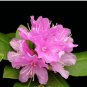 20 Seeds Japanese Azalea Rhododendron Azalea Perennial Flowers Pink Flowers
