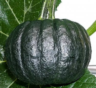 20 Seeds Japanese Black Pumpkin