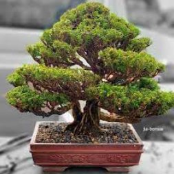100 Seeds Japanese Cedar Bonsai