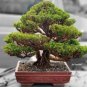100 Seeds Japanese Cedar Bonsai