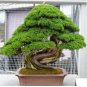 100 Seeds Japanese Cedar Bonsai