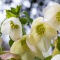 100 Seeds Japanese Hellebore (Christmas Rose) Helleborus Niger