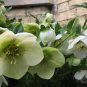 100 Seeds Japanese Hellebore (Christmas Rose) Helleborus Niger
