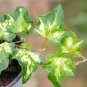 50 Seeds Japanese Ivy Seeds 'White Valentine'