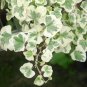 50 Seeds Japanese Ivy Seeds 'White Valentine'