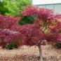 50 Seeds Japanese Maple Super Red Garden Tree Shrub