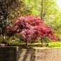 50 Seeds Japanese Maple Super Red Garden Tree Shrub