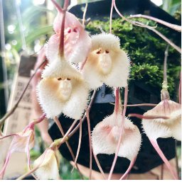 30 Seeds Japanese Orchid Monkey Face Pattern