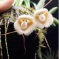 30 Seeds Japanese Orchid Monkey Face Pattern