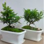 50 Seeds Japanese Pistacia weinmannifolia Bonsai