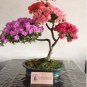 100 Seeds japonesas azalea bonsái rododendro azalea