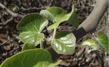 2 Seeds Jatropha cinerea Tree Ornamental Plant Park