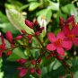 2 Seeds Jatropha cinerea Tree Ornamental Plant Park