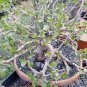 2 Seeds Jatropha cinerea Tree Ornamental Plant Park